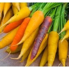 carotte_couleur