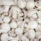 champignon_blc
