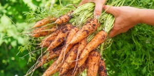 carottes juste cueillies 1260056820