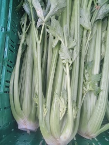 cleri vert