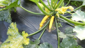 courgette jaune