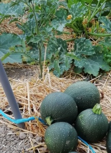 courgette ronde