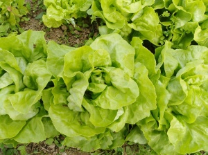 laitue pomme verte jdp