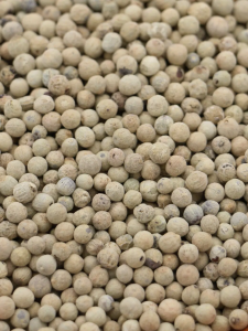 poivre blanc