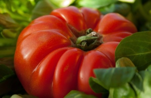 tomate coeur de boeuf